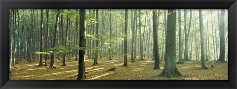 Framed Woodlands near Annweiler Germany Print