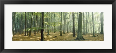 Framed Woodlands near Annweiler Germany Print