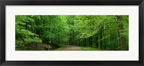 Framed Road Through a Forest near Kassel Germany Print