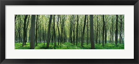 Framed Forest Trail Chateau-Thierry France Print