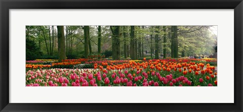 Framed Keukenhof Garden, Lisse, The Netherlands Print