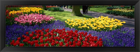 Framed Colorful flower beds, Keukenhof Garden, Lisse, The Netherlands Print