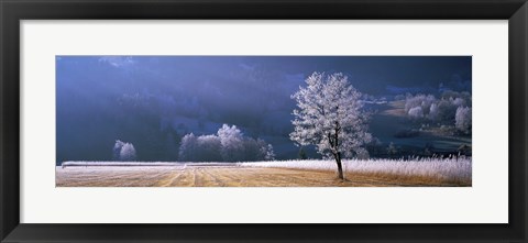 Framed Trees With Frost, Franstanz, Tyrol, Austria Print