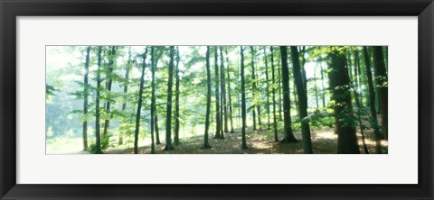 Framed Forest Scene with Fog, Odenwald, near Heidelberg, Germany Print