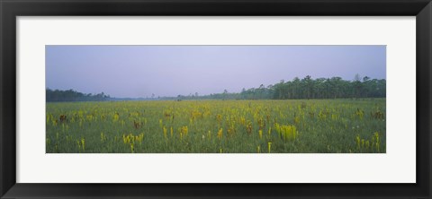 Framed Yellow Trumpet Pitcher Plants In A Field, Apalachicola National Forest, Florida, USA Print