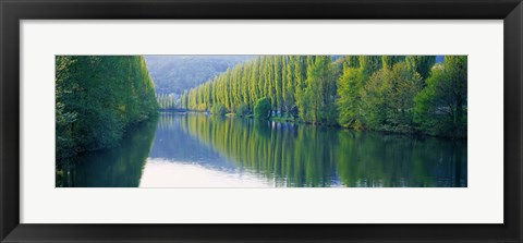 Framed Poplar Trees On River Aare, Near Canton Aargau, Switzerland Print