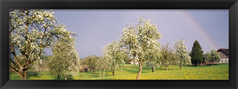 Framed Pear trees in a field (Pyrus communis), Aargau, Switzerland Print