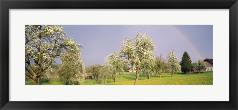 Framed Pear trees in a field (Pyrus communis), Aargau, Switzerland Print