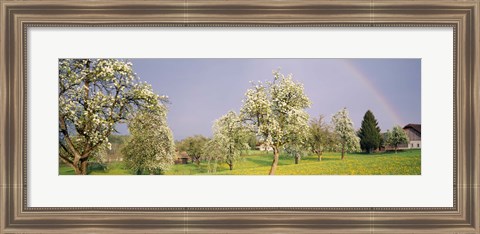 Framed Pear trees in a field (Pyrus communis), Aargau, Switzerland Print