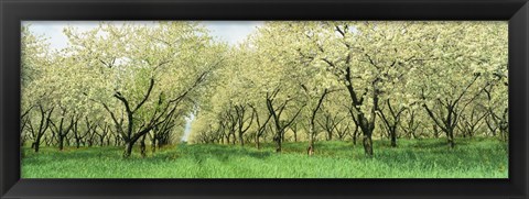 Framed Rows Of Cherry Tress In An Orchard, Minnesota, USA Print