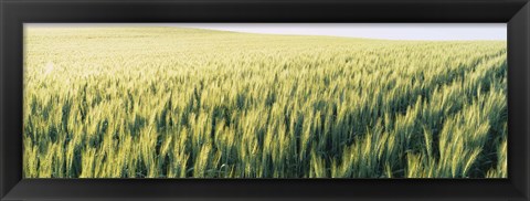 Framed Field Of Barley, Whitman County, Washington State, USA Print