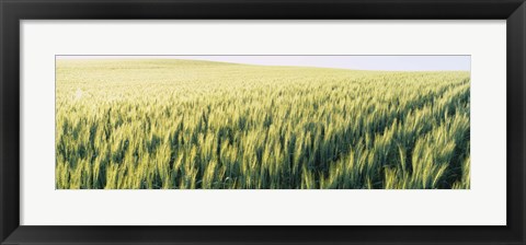 Framed Field Of Barley, Whitman County, Washington State, USA Print