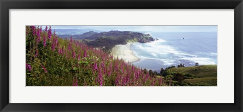 Framed Foxgloves At Cascade Head, Tillamook County, Oregon, USA Print