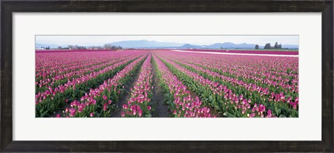 Framed Tulip Fields, Skagit County, Washington State, USA Print