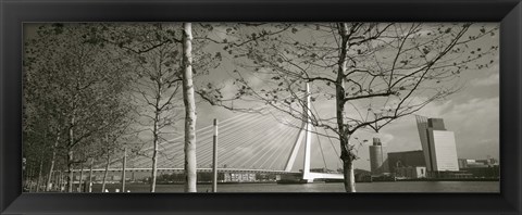 Framed Bridge Over A River, Erasmus Bridge, Rotterdam, Netherlands Print