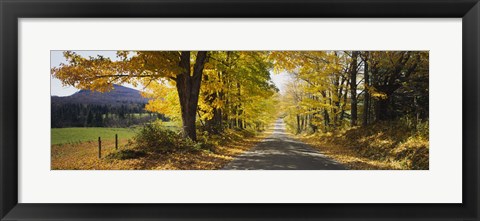 Framed Trees on both sides of a road, Danby, Vermont, USA Print