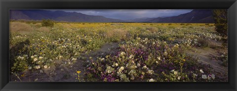 Framed High angle view of wildflowers in a landscape, Anza-Borrego Desert State Park, California, USA Print