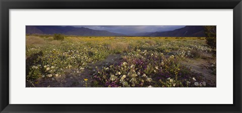 Framed High angle view of wildflowers in a landscape, Anza-Borrego Desert State Park, California, USA Print