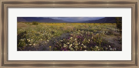 Framed High angle view of wildflowers in a landscape, Anza-Borrego Desert State Park, California, USA Print