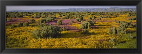 Framed High Angle View Of Wildflowers In A Landscape, Santa Rosa, Sonoma Valley, California, USA Print