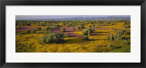 Framed High Angle View Of Wildflowers In A Landscape, Santa Rosa, Sonoma Valley, California, USA Print