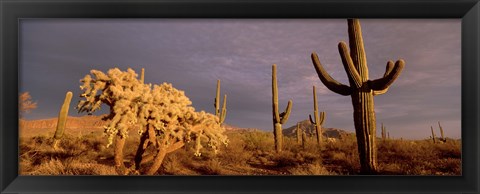 Framed Low angle view of Saguaro cacti on a landscape, Organ Pipe Cactus National Monument, Arizona, USA Print