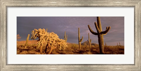 Framed Low angle view of Saguaro cacti on a landscape, Organ Pipe Cactus National Monument, Arizona, USA Print