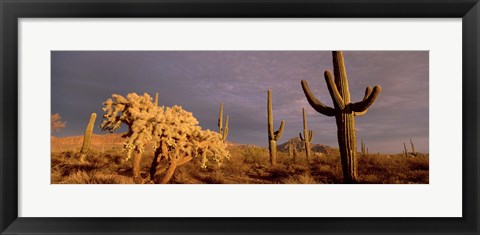 Framed Low angle view of Saguaro cacti on a landscape, Organ Pipe Cactus National Monument, Arizona, USA Print