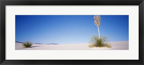 Framed Tall Plant in the White Sands, New Mexico Print