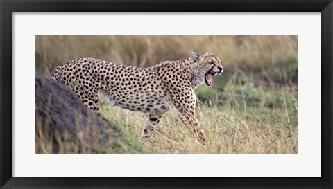 Framed Cheetah walking in a field Print