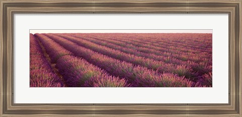 Framed Close-up of Lavender fields, Plateau de Valensole, France Print