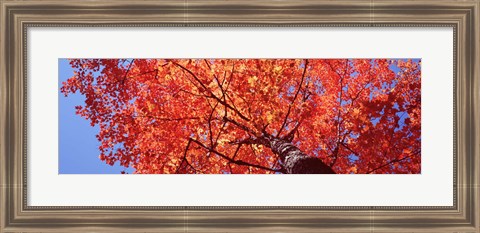 Framed Low Angle View Of A Maple Tree, Acadia National Park, Mount Desert Island, Maine, USA Print