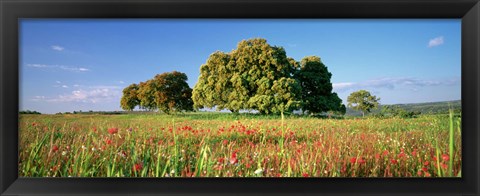 Framed Flowers in a field, Andalusia, Spain Print