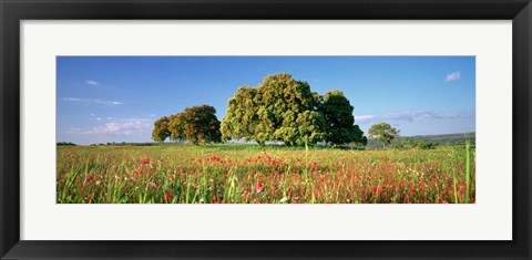 Framed Flowers in a field, Andalusia, Spain Print