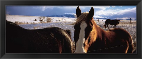 Framed Horses in a field, Montana, USA Print