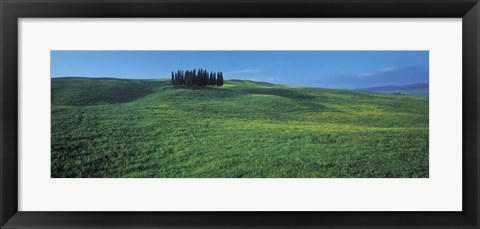 Framed Cypress Trees In A Field, Tuscany, Italy Print