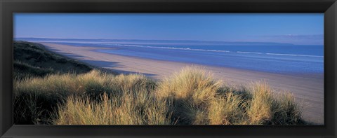 Framed Tall grass on the coastline, Saunton, North Devon, England Print