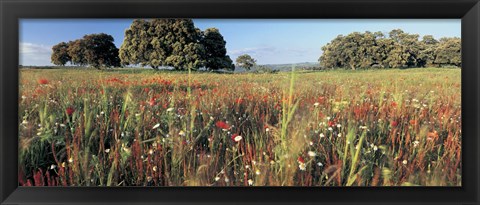 Framed Wild flowers in a field, Andalucia, Spain Print