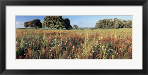 Framed Wild flowers in a field, Andalucia, Spain Print