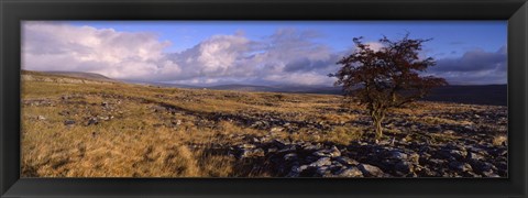 Framed Tree On A Landscape, Limestone, North York Moors, Yorkshire, England, United Kingdom Print