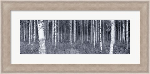 Framed Birch Trees In A Forest, Finland Print