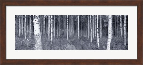 Framed Birch Trees In A Forest, Finland Print