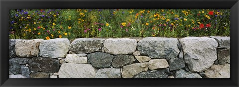 Framed Wildflowers growing near a stone wall, Fidalgo Island, Skagit County, Washington State, USA Print