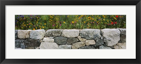 Framed Wildflowers growing near a stone wall, Fidalgo Island, Skagit County, Washington State, USA Print