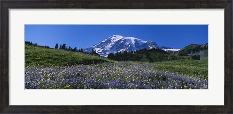 Framed Wildflowers On A Landscape, Mt Rainier National Park, Washington State, USA Print