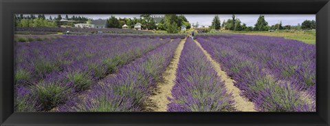 Framed Field of lavender, Jardin Du Soleil, Sequim, Clallam County, Washington State, USA Print