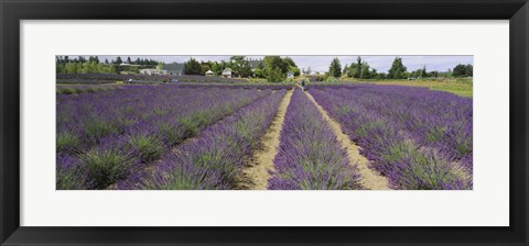 Framed Field of lavender, Jardin Du Soleil, Sequim, Clallam County, Washington State, USA Print