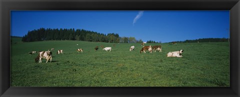 Framed Herd of cows grazing in a field, St. Peter, Black Forest, Germany Print