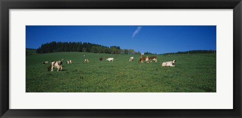 Framed Herd of cows grazing in a field, St. Peter, Black Forest, Germany Print