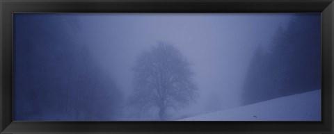 Framed Trees on a snow covered landscape, Schauinsland, Germany Print